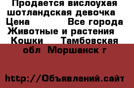 Продается вислоухая шотландская девочка › Цена ­ 8 500 - Все города Животные и растения » Кошки   . Тамбовская обл.,Моршанск г.